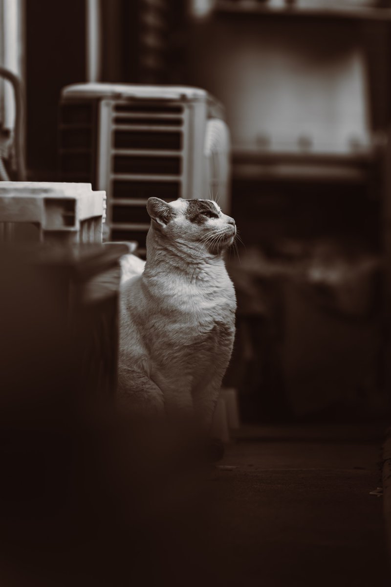 小豆 azuki (@79mg_photo) / Posts / X