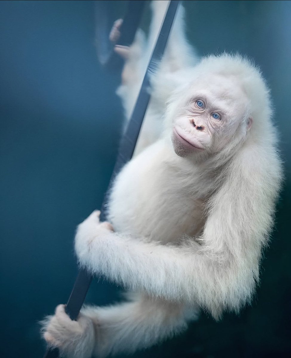 .
Dünyanın bilinen tek mavi gözlü albino orangutanı olan Alba..