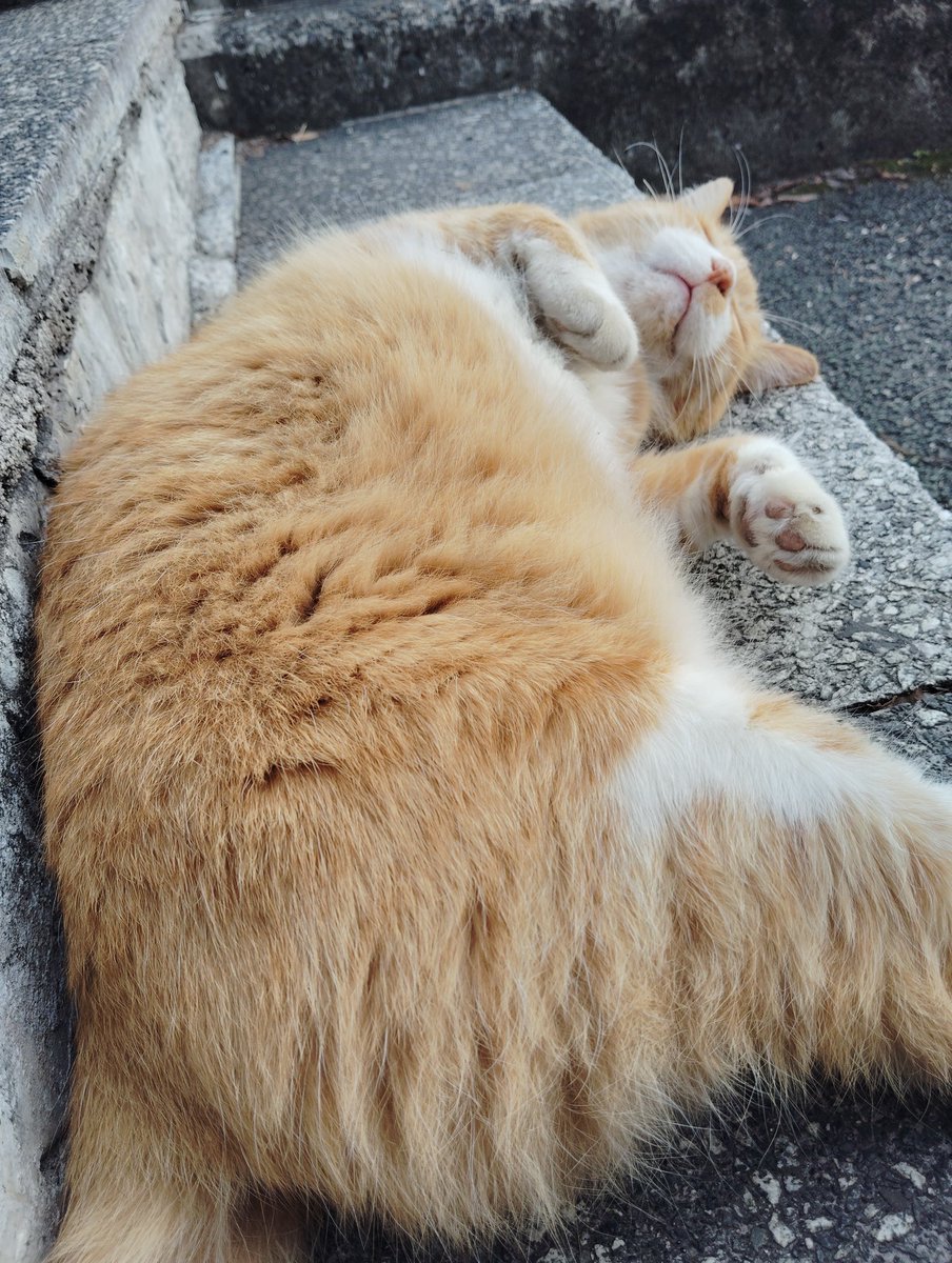 クマじいさん (@3UX7LKEdlvRVTTK) / Posts / X