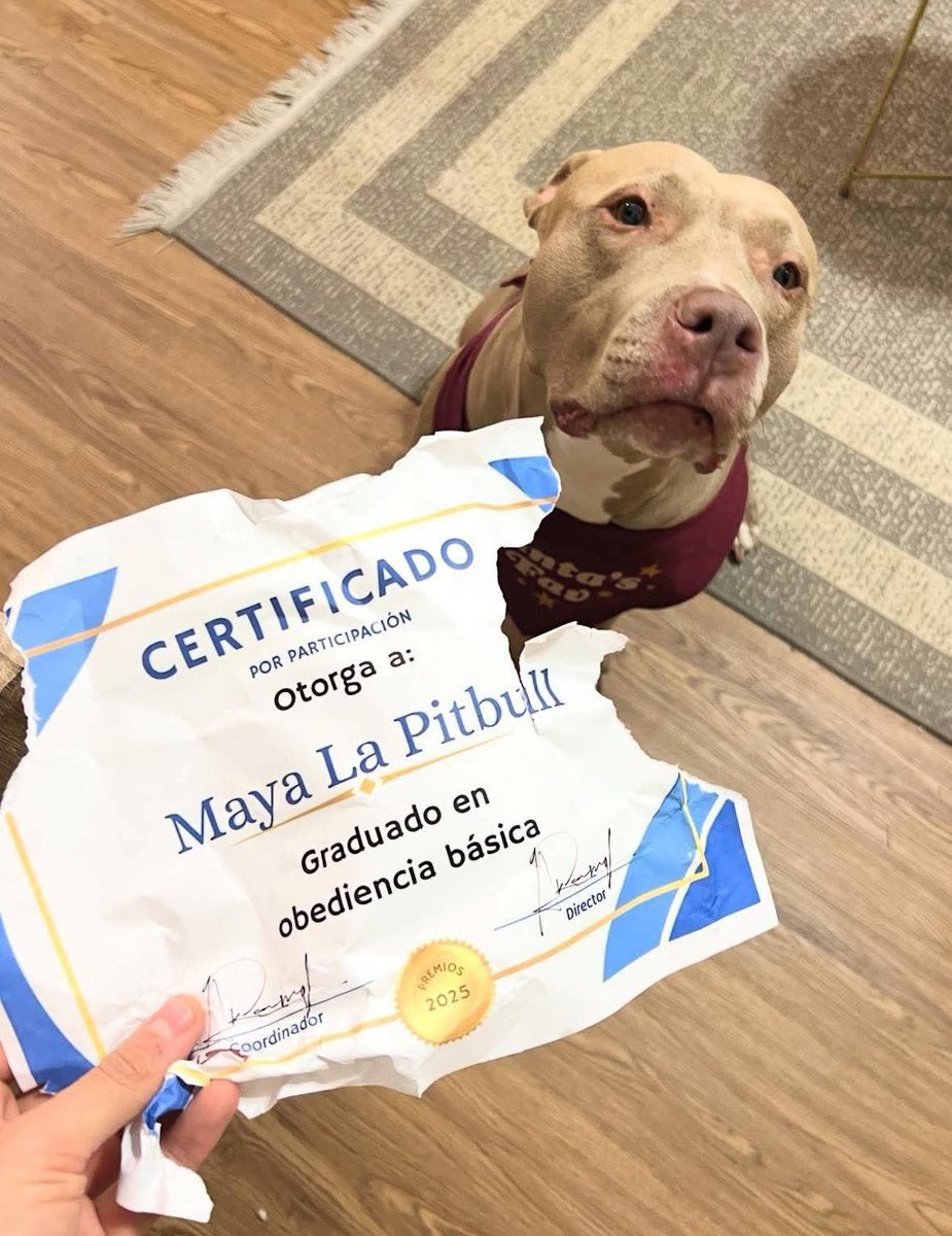 Dilo con perritos tweet media