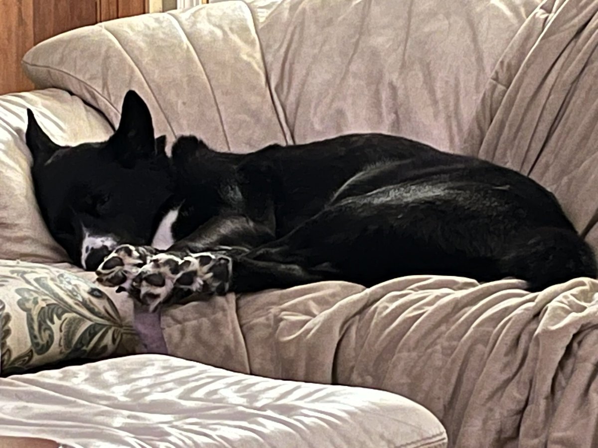 current_access's tweet image. It’s cute when they have all their feet together