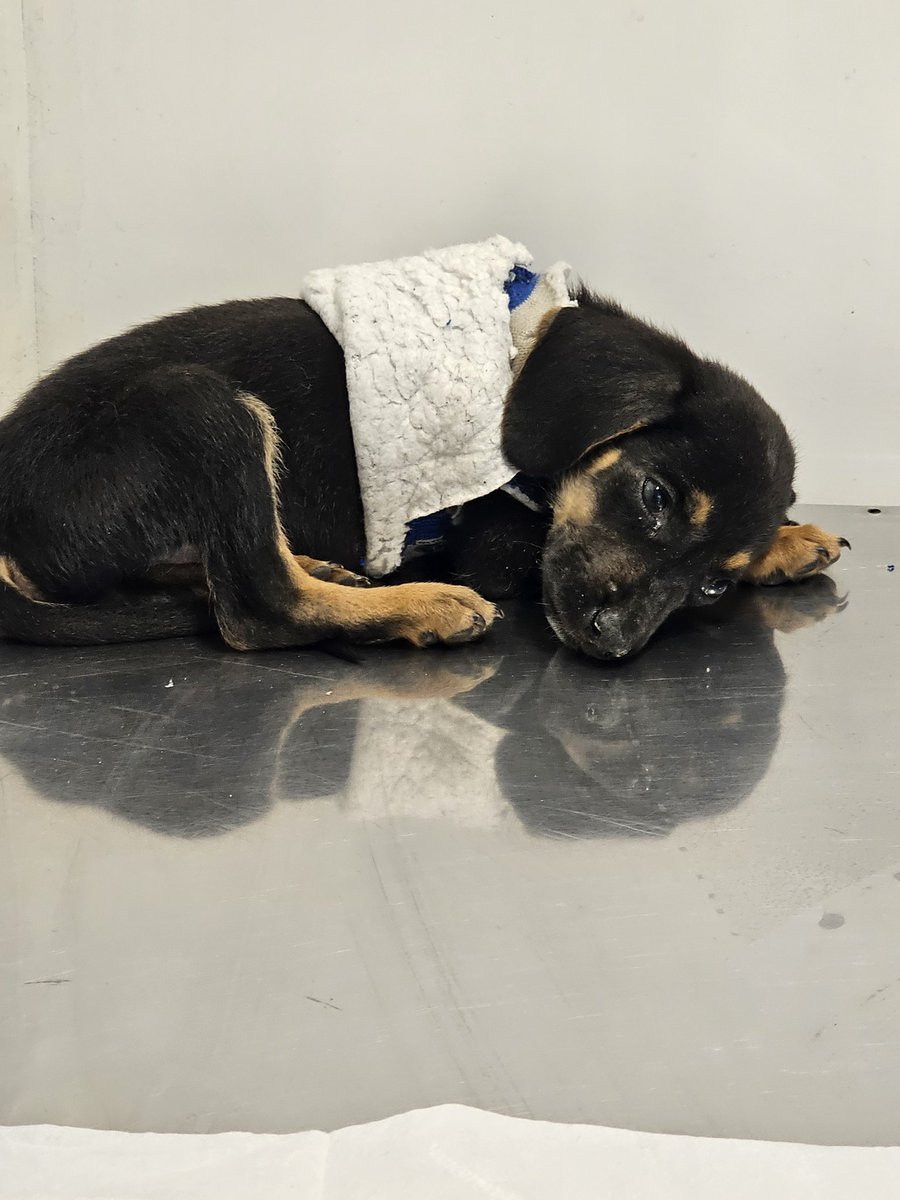 Por favor necesitamos ayuda para pagar la hospitalización de teo, positivo a parvovirus😔no sabemos si lo logre pero merece ser atendido, he llegado poca ayuda y necesita medicamentos aparte. Porfa cualquier aporte sirve🥺🙏💔
Solange Palacios
Banco estado
Cuenta rut
17376209-7