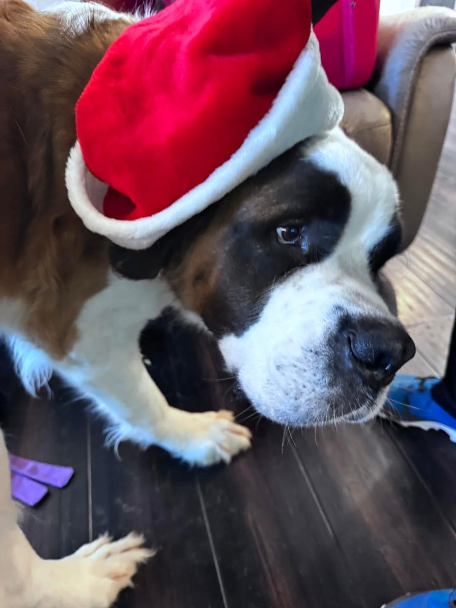 Dave Growl tweet media