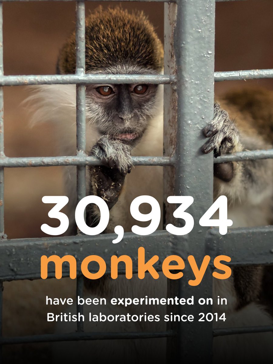 humane_research's tweet photo. The UK govt. recently revealed that British scientists experimented on 1,936 monkeys last year alone - and over 30,000 since 2014.
We think there's a better way. This #WorldMonkeyDay we're standing against procedures on these animals. https://t.co/dQVx64aOUk