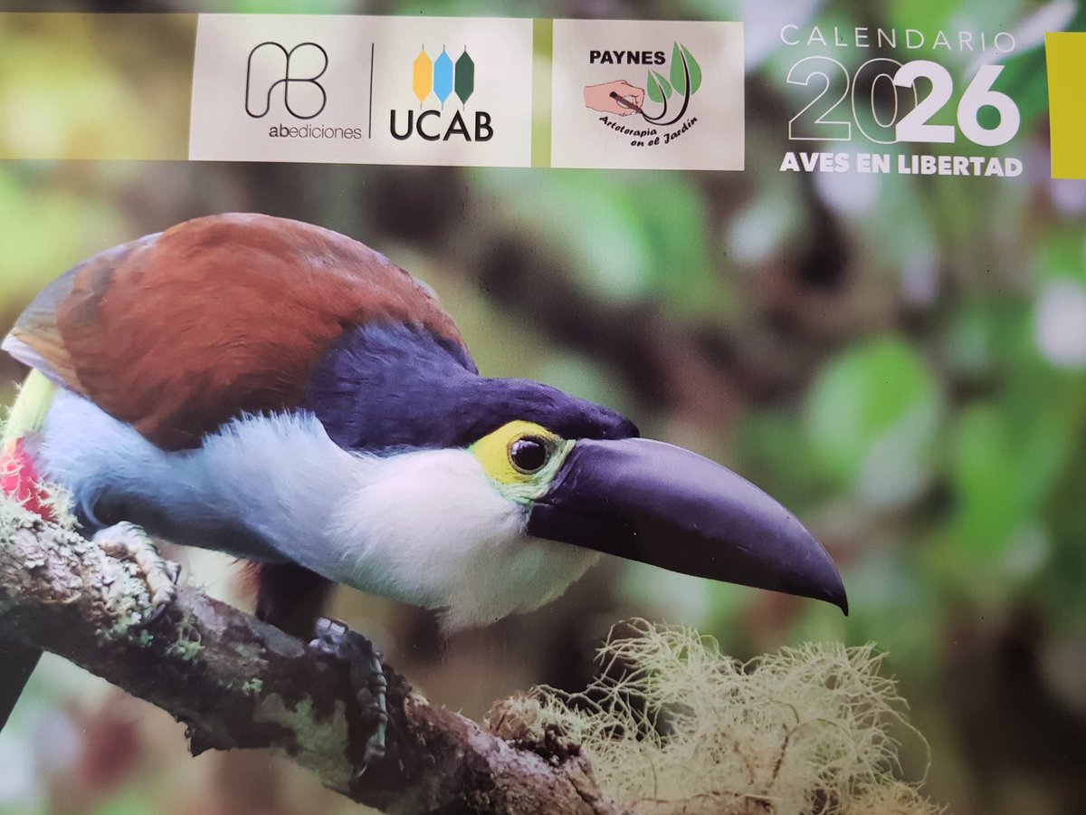 Hermoso #Calendario2026, inspirador #AvesEnLibertad. Felicitamos a la editora Soc Zobeida Ortega, a los 10 fotógrafos de excelencia, a Rosanna Espinel en el diseño gráfico y a los patrocinantes que lo hicieron posible!!!

Hilo....