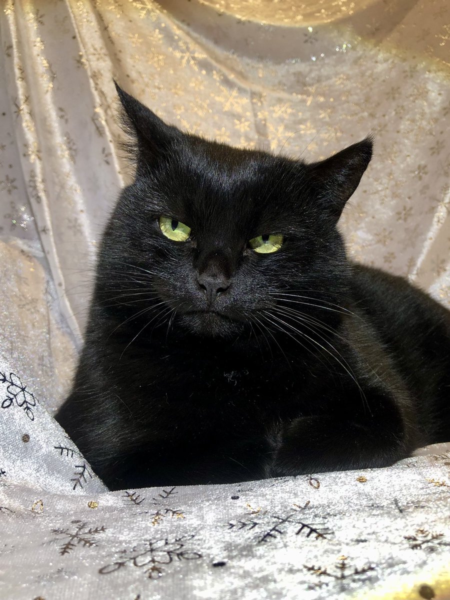 «Арааабская нооочь…»))
А чёрная спокойная кошечка Муся ищет дом ❤️
СПб, БФ «Убежище»
+7-906-259-34-88
#муся_убежище