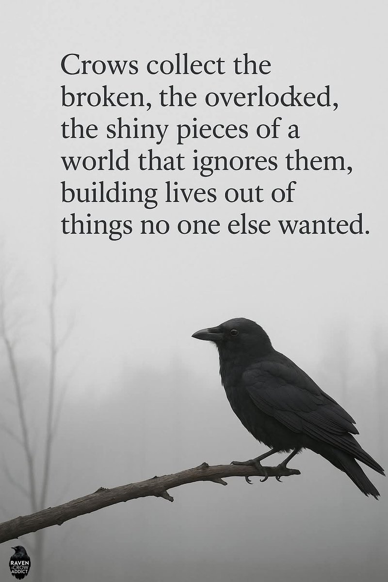 allaboutcrows's tweet image. 