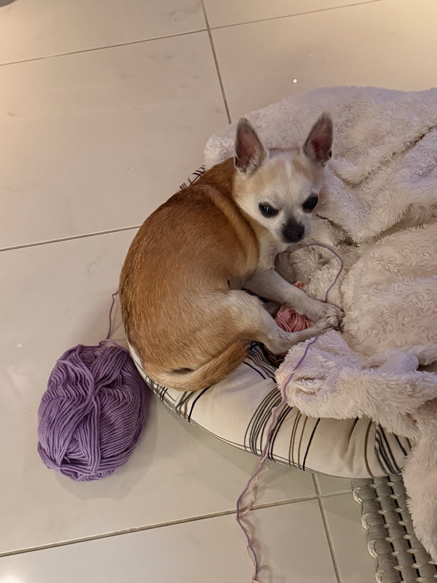 Rico tuumasi että nyt äidin kutominen lopetetaan. ❤️