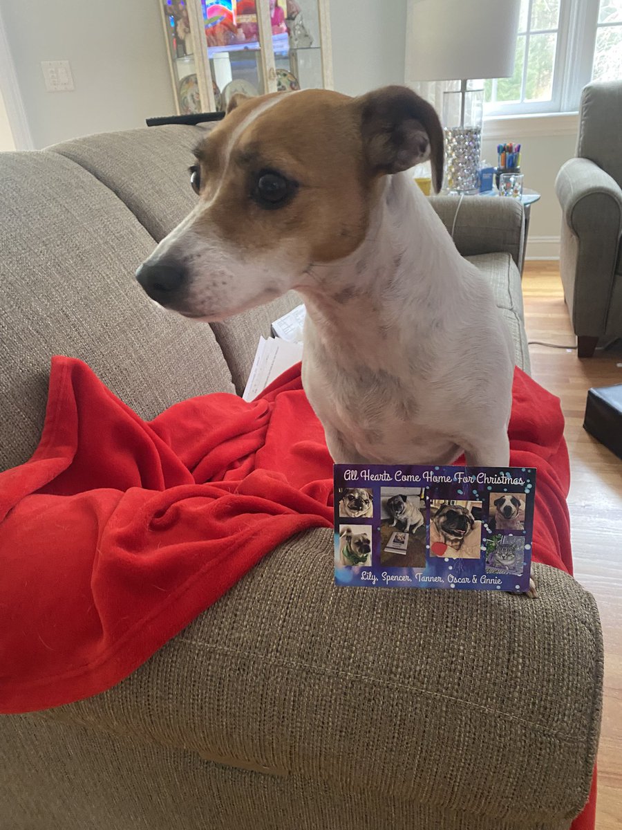 BelleLBear's tweet image. #PupMail📬💌 #Christmas❤️#ChristmasCard #dogs ⛄️❄️ #dogsoftwitter #dogsofX ❤️#sundayvibes #LittleBear 🎄#BabyBea 🎅🔔💒⛄️💚
Two beautiful cards from sweet frens Lily @SirSpencerPug &amp;amp; Lincoln, Reagan, Kennedy &amp;amp; Kitties @DogsRAngels1! We love them &amp;amp; YOU GUYS!💚🎄