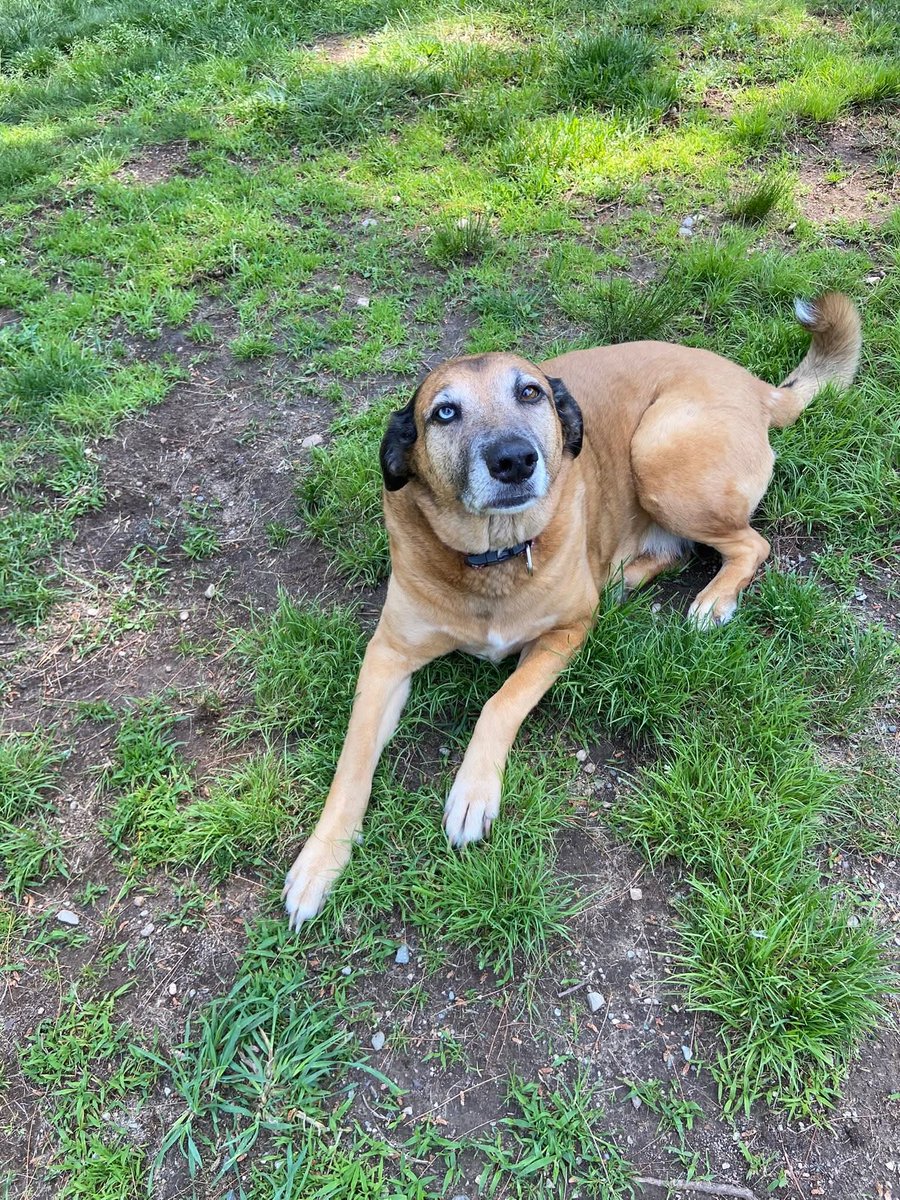 As of 10:30 am this morning we lost my little Daisy girl. I dont have words to understand whats going on right now or how this happened. I miss you my soft dog, my little chicken loving dog. I can't wait to see you again.