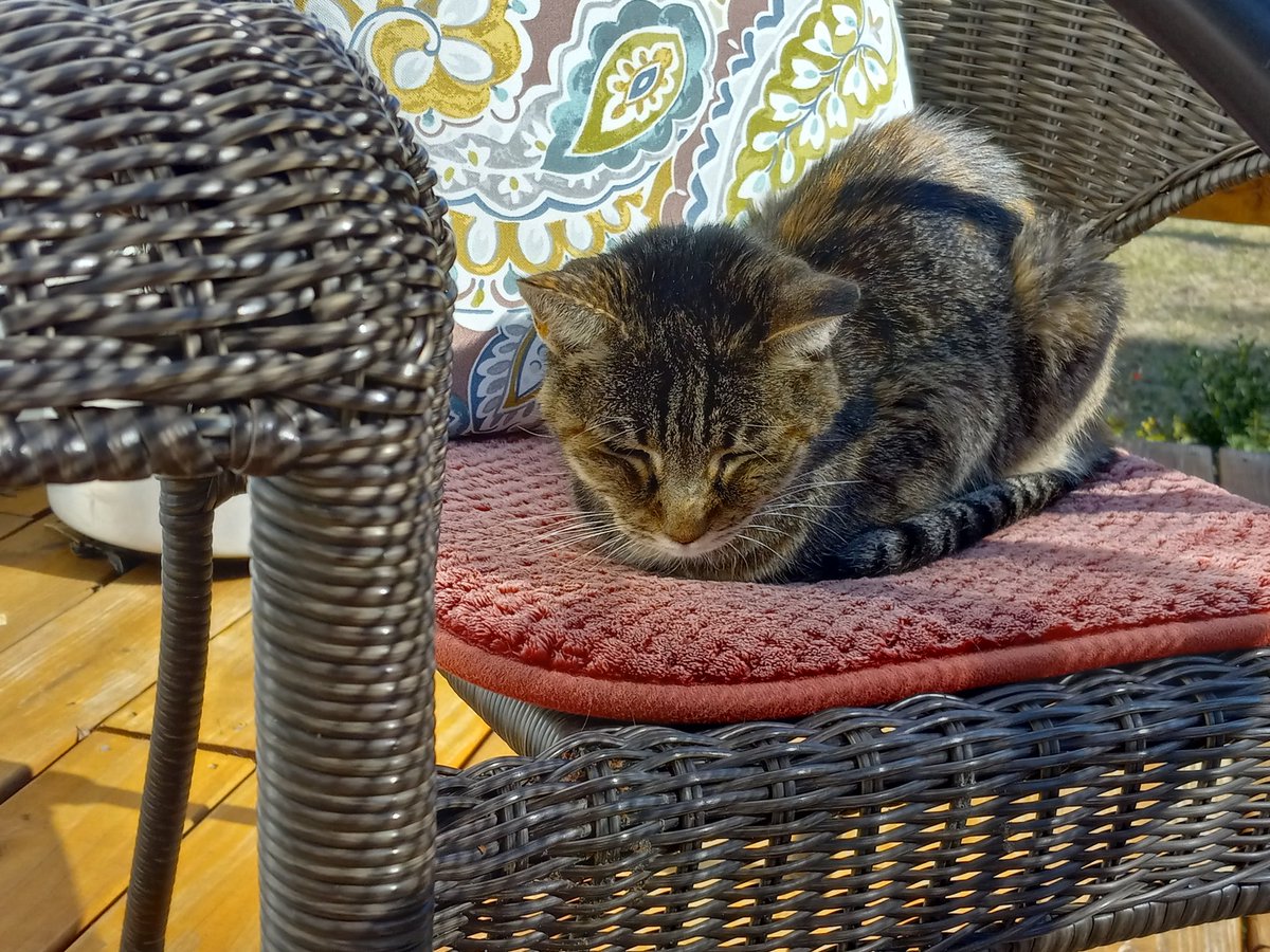 gerry_ky's tweet photo. My 18 yr old cat, Daisy Duke, last day in the sunshine.  Tomorrow she will be in God's lap. https://t.co/EztIWgTQ9q
