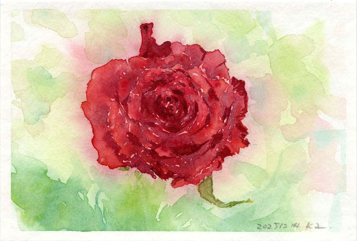 ウィンザー＆ニュートン プロフェッショナル・ウォーターカラー 、コットマン・ウォーターカラー、ユニ 鉛筆、ハーネミューレ トルション水彩紙
#日々描く
#watercolor
#透明水彩
#バラ #rose