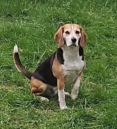 MissingPetsGB's tweet photo. #stolendoghour is starting now until 9pm
Please help us find stolen & missing pets like 6 year old WILSON
WILSON has been missing nearly 5 months 😔
#Beagle Lawley area #Telford #Shropshire #TF3 https://t.co/H6Nzn77qub