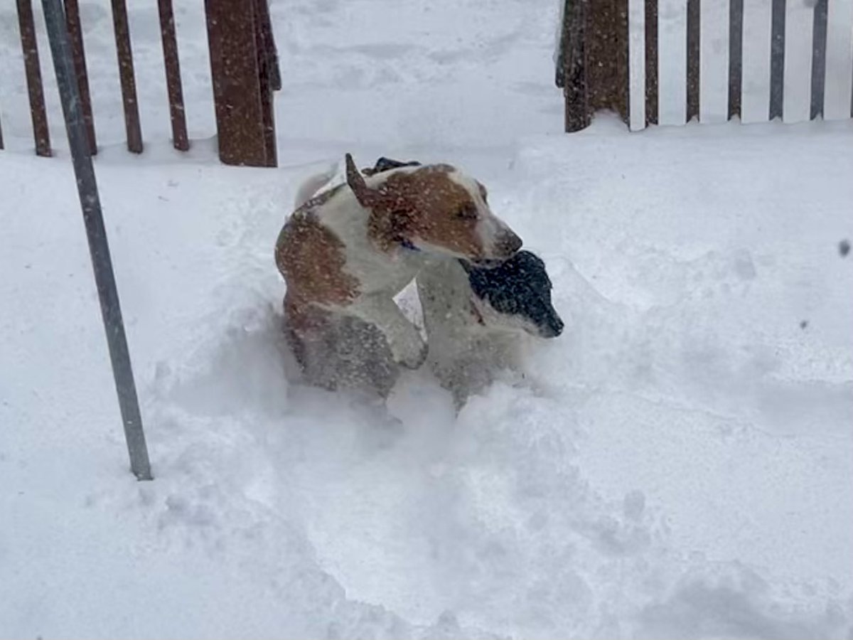 sixtaters's tweet photo. Scrappy and Luna living their best life out playing in the snow ! Forecast saying we could get 6-12 more inches today 
@MocklerBassets 
#adoptdontshop
#bassethound
#supermutt
#morejack https://t.co/4Liu8eYeBM