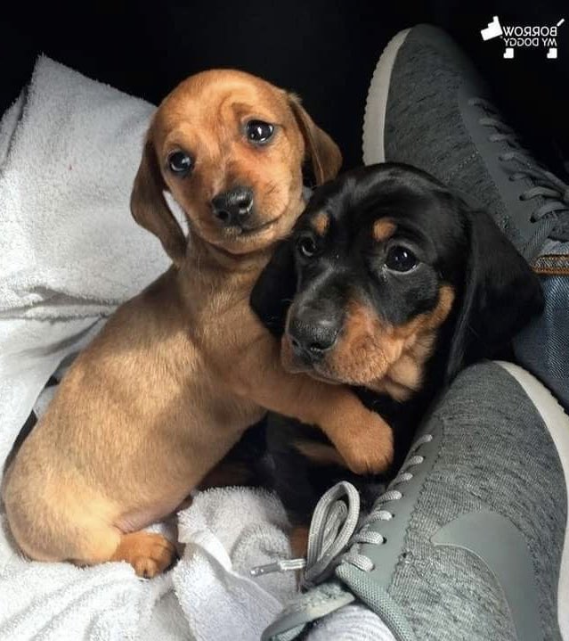 y esas caras de perro mojado?? son estos