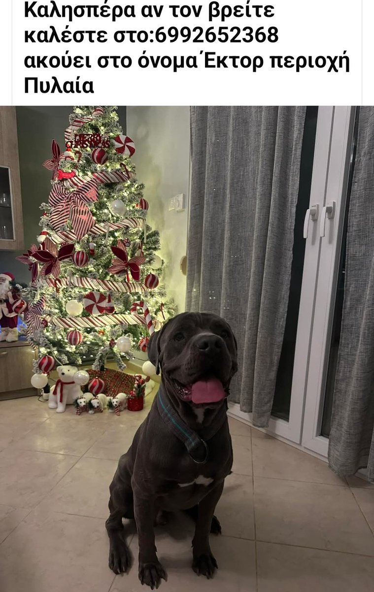 🆘️🆘️🆘️
Χάθηκε Πυλαία Θεσσαλονίκη
Ακούει στο όνομα Εκτορ 
Αν τον εντοπίσετε καλέστε άμεσα στο τηλ 
Rt 🙏 🙏 🙏