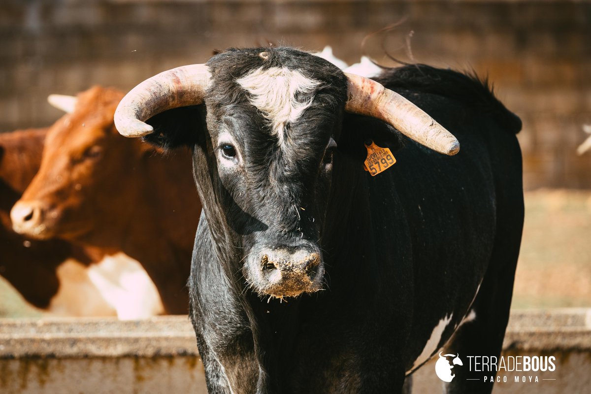 Buen plan para una tarde de domingo lluviosa. Hacer click en el enlace y leer el último reportaje publicado en Terra de Bous dedicado a la nueva ganadería de Auxilio Holgado:  terradebous.com/.../auxilio-ho…...
En la imagen, Abatido nº 23, semental a prueba en la ganadería.
