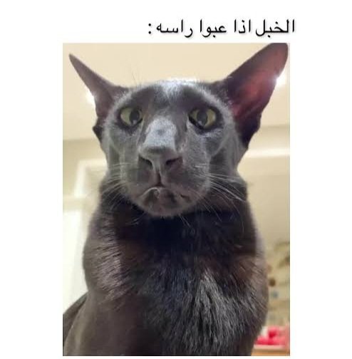 ع.ـبداللـه.•° 🆚 عبدالله tweet media