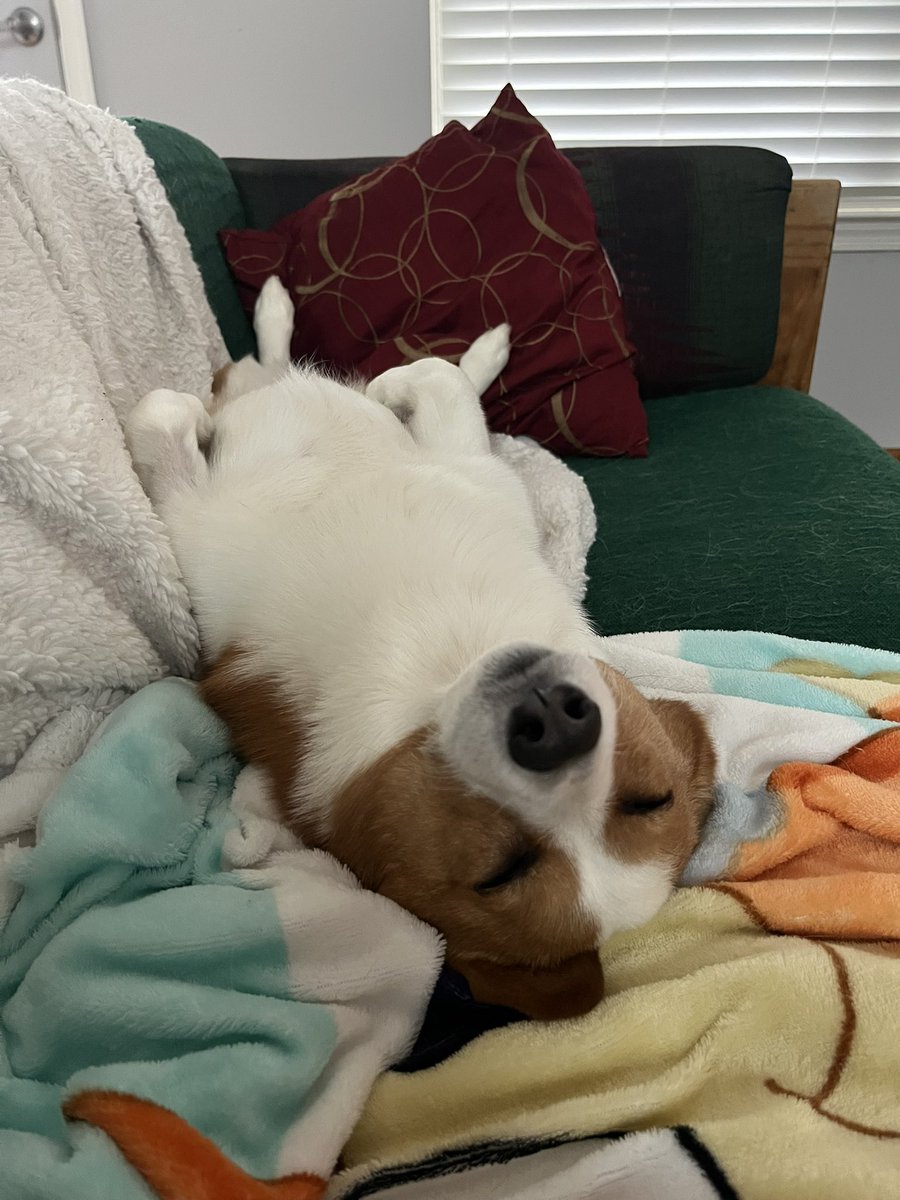 🎀🐶Muffin🐶🎀 tweet media