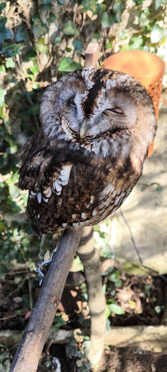 フクロウさん♡ページ ADO_W_P_20_-012.jpg?v=