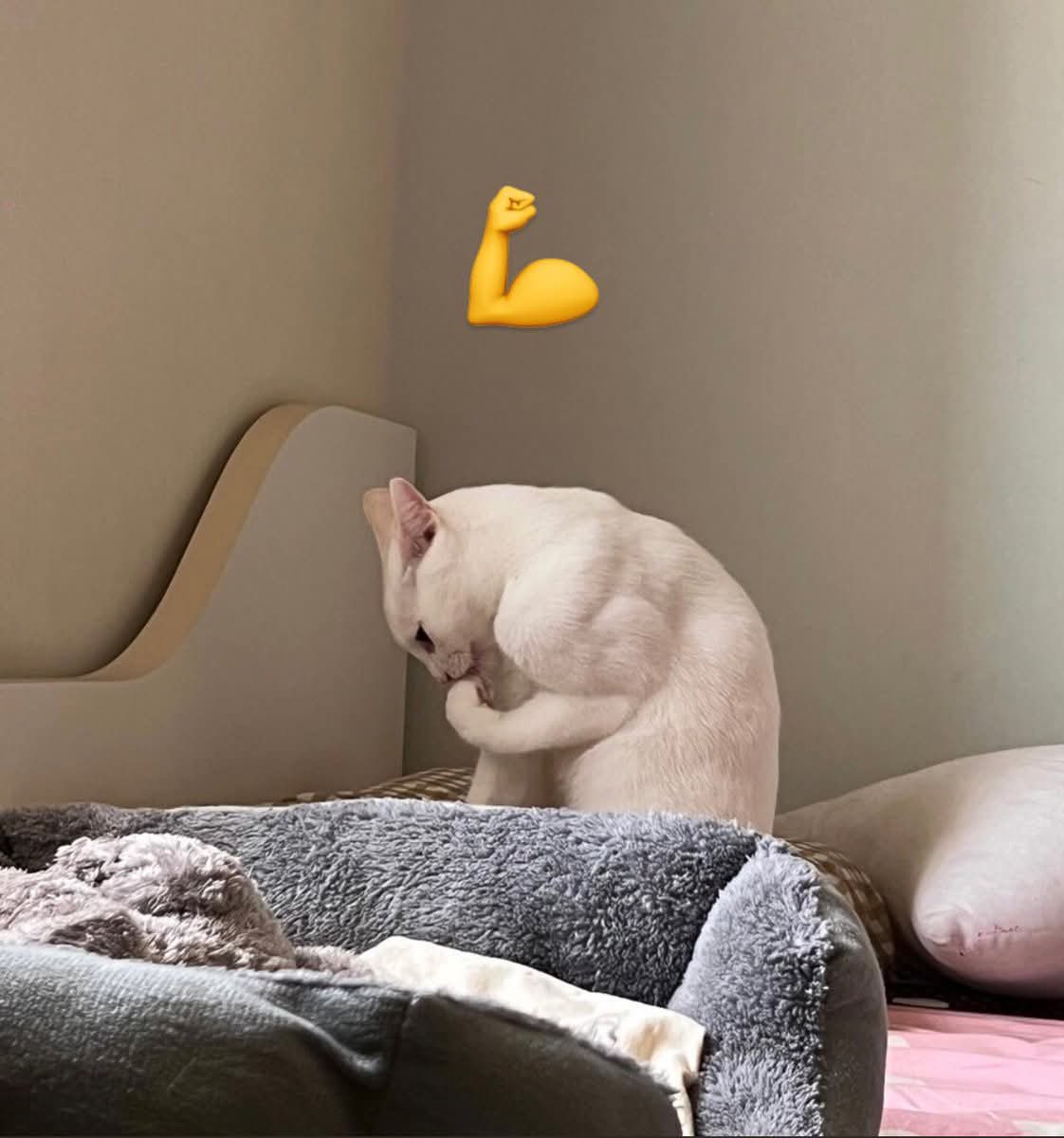 💖 (@twaniimals) on Twitter photo 