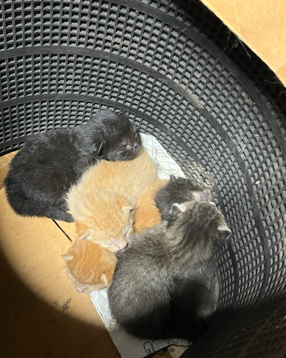 d6yba5107unp5's tweet image. Todays mission! 💪

#adoptdontshop #cute #cutekitten #cutenessoverload #kittens_of_instagram #kittens_of_world #givemeallthekittens #savealife #kitten #kittensofinstagram #kittens #kittenrescue #rescuekitten