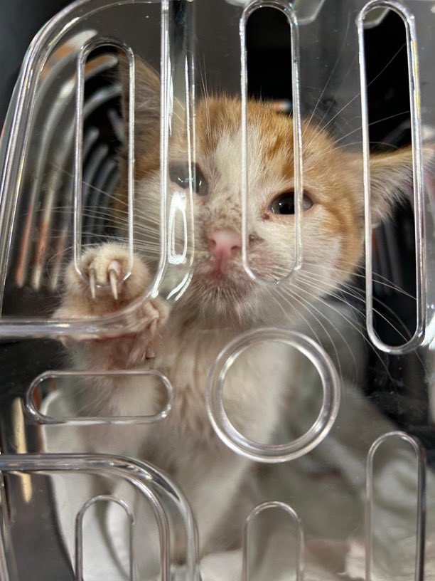 İzmir’de Migros’a saklanmış, geçici yuvaya aldık. Acil yuva arıyoruz. İzmir ve çevresi ulaşım sağlanacak. Yavru Migros kedişe yuva lütfen🩵

<a href="/MarvelMacka/">Marvel & Maçka</a>