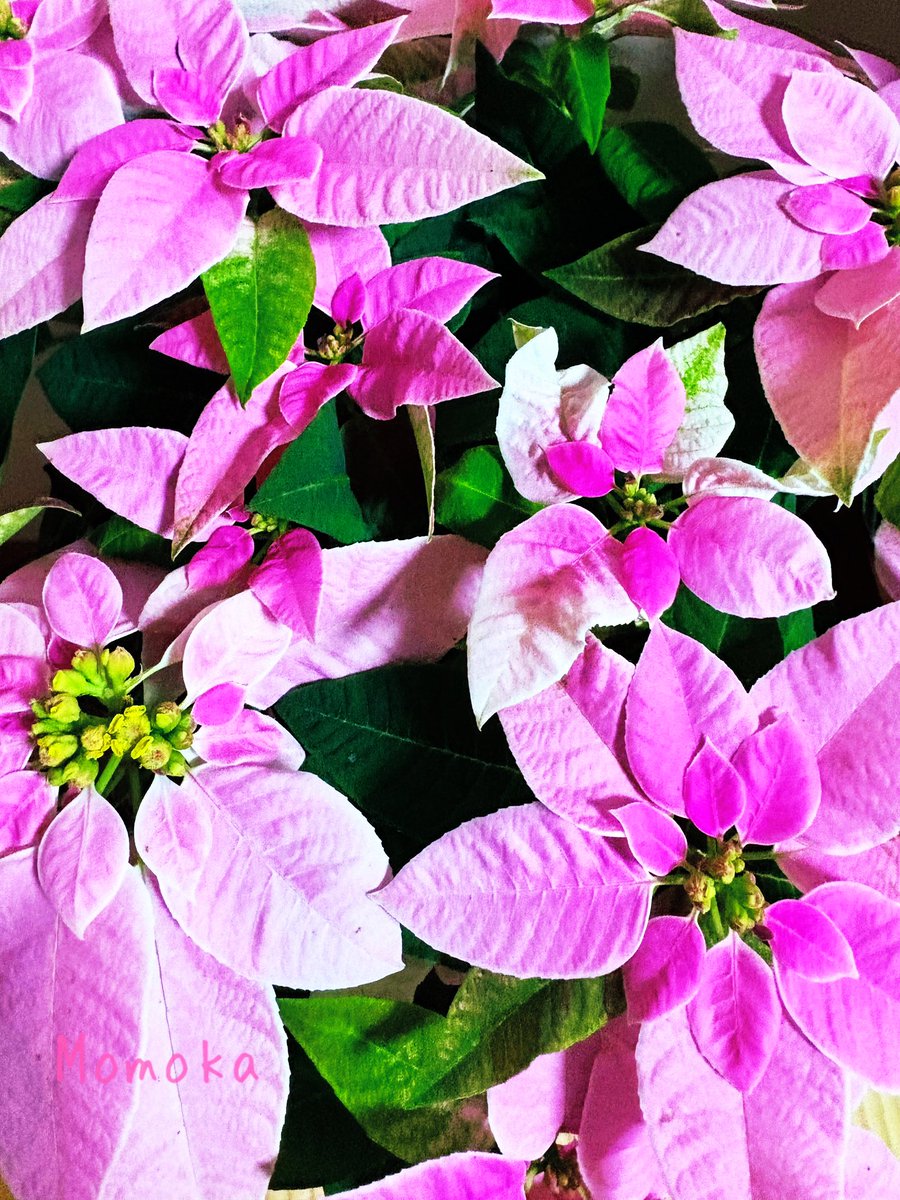 みかりん (@0124_mikarin) / Posts / X