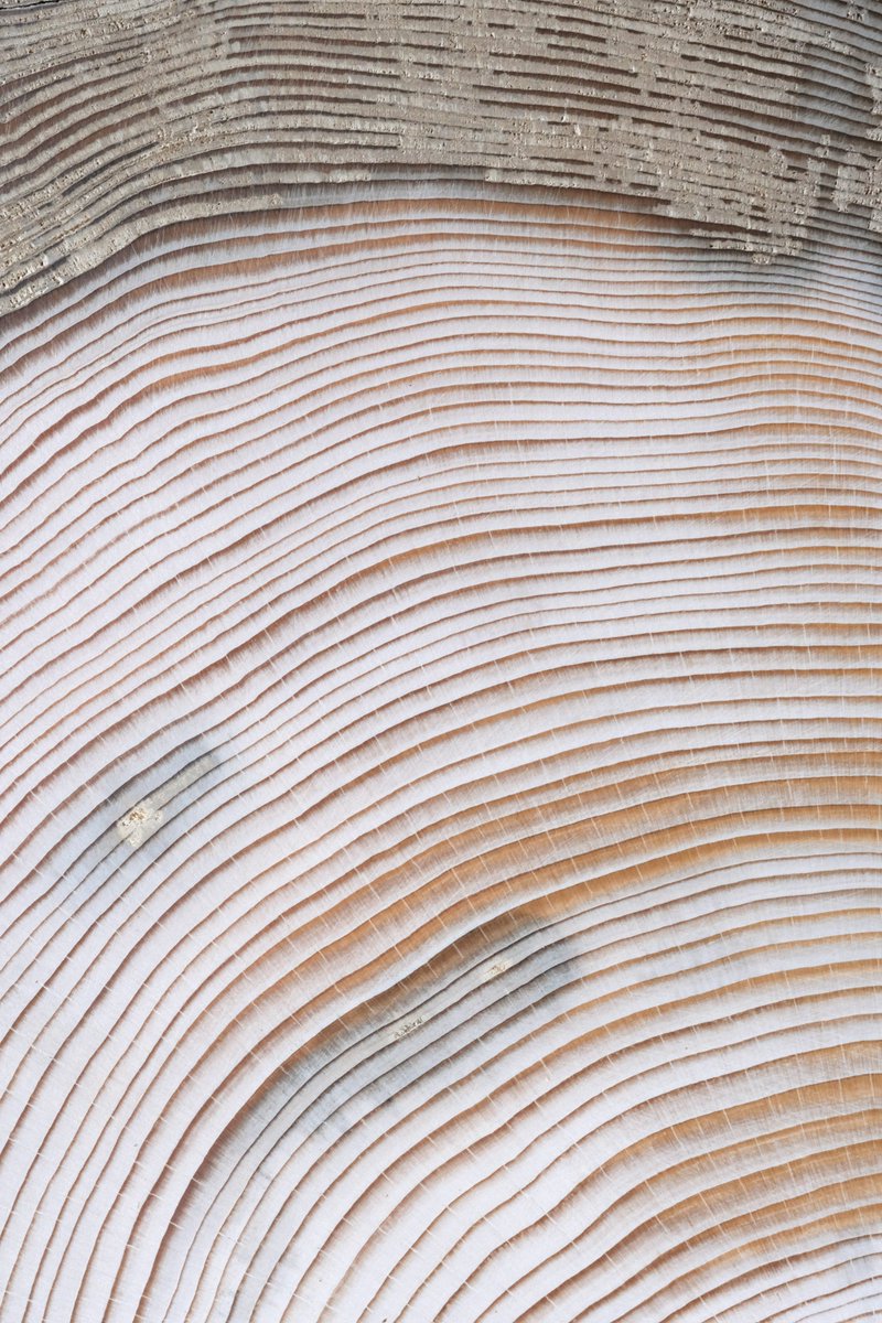 subfossilguy's tweet image. Subfossil spruce 
Bossons Glacier 
80-253 CE  

Tree buried during an early glacier advance post Roman Warm Period 🧊🌲💍  

Repeated phases with compression wood show this tree lived in a dynamic environment (avalanche, landslides?) ❄️💧  

#ILoveTreeRings