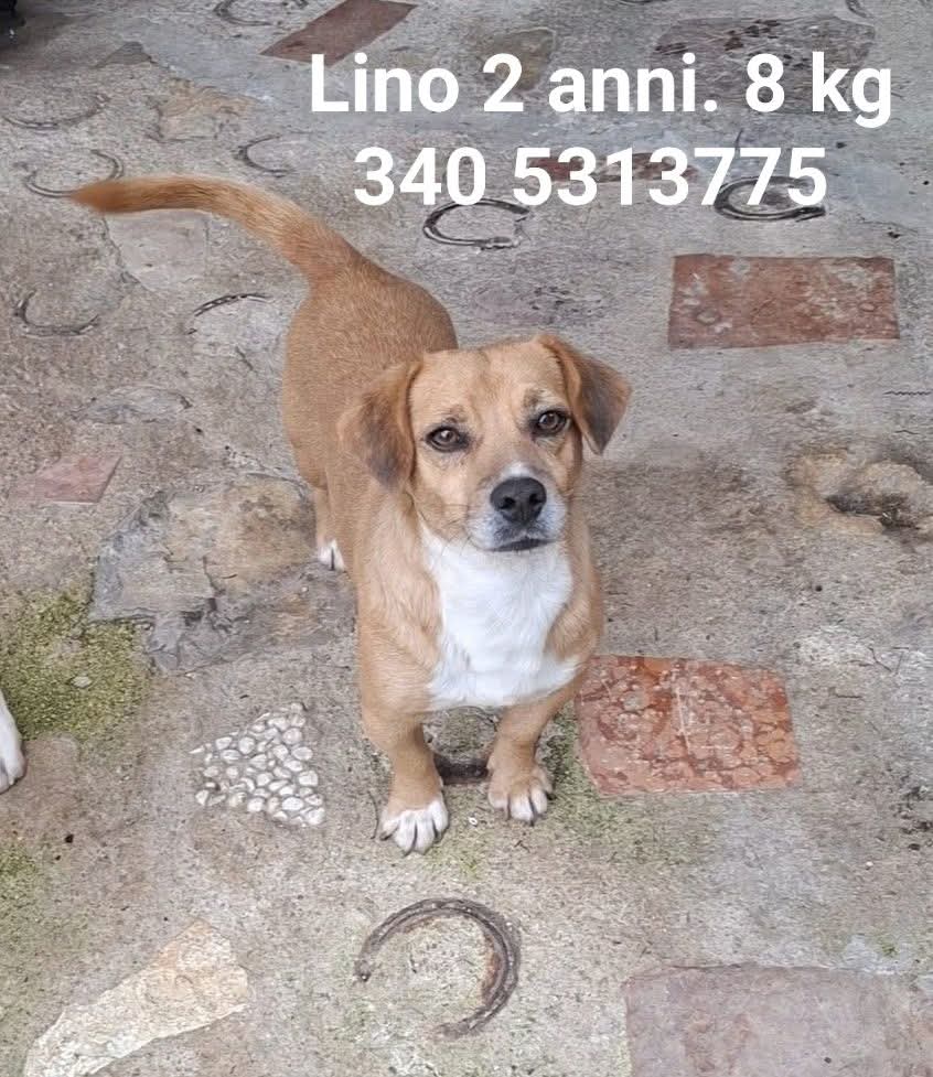 cotrozzi_lisa's tweet photo. Tirato fuori dal canile Sicuramente abbandonato in strada di recente. Il suo nome adesso è  Lino. Ha 2 anni e pesa 8 kg. Info 340 5313775 oppure 339 6947257 https://t.co/esVftGiwMx