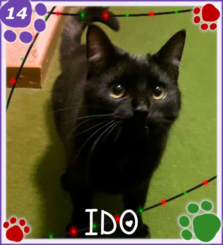 ✨ 𝓒𝓪𝓽𝓿𝓮𝓷𝓽 𝓓𝓪𝔂 1️⃣4️⃣✨

Inky being the lil gourmet, enjoying every lick of her fishy fish, Ido looking heavily offended when I stop him for one second from INHALING his. 😹 

🍬Treat - Liquid Salmon 🐟