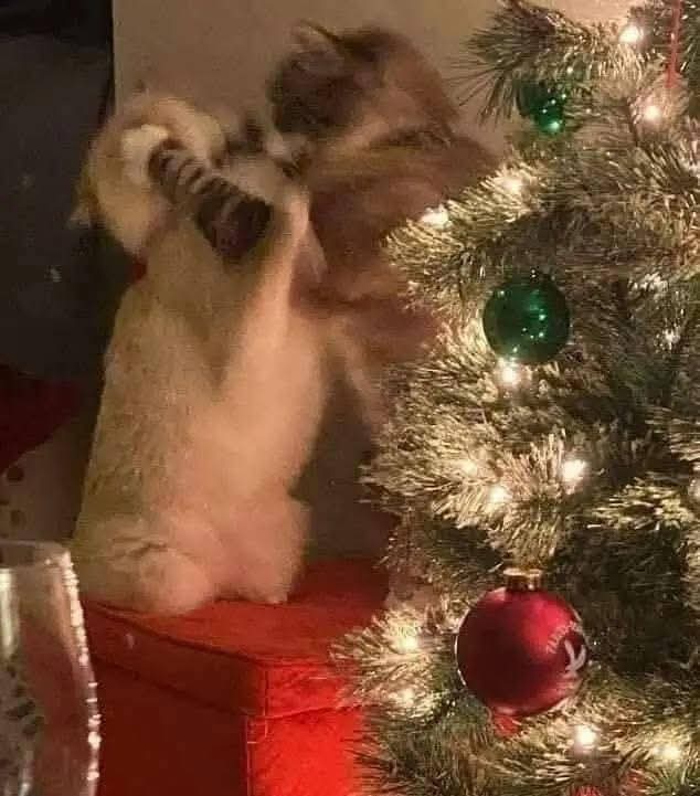 Yo intentando tomar una foto tierna de mis gatos // Mis gatos