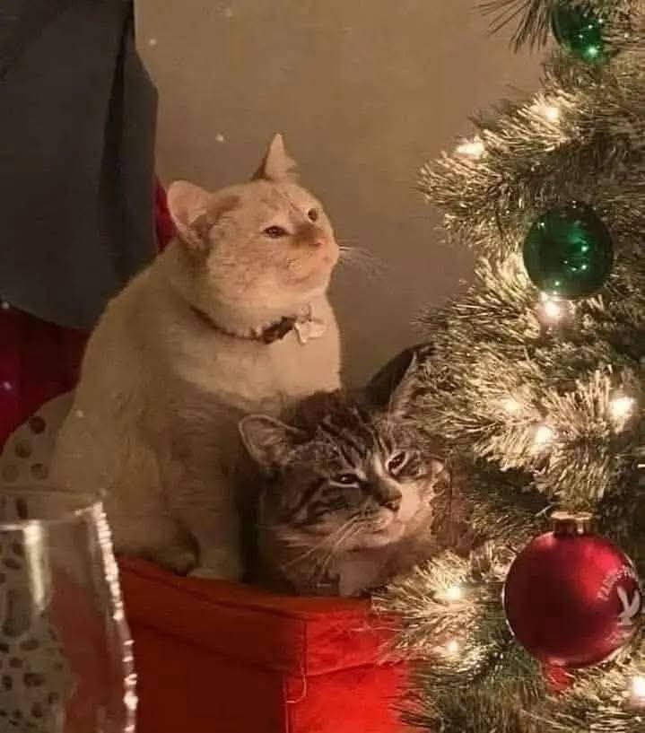 Animalesaprieto's tweet photo. Yo intentando tomar una foto tierna de mis gatos // Mis gatos https://t.co/uv3nn5w0NP