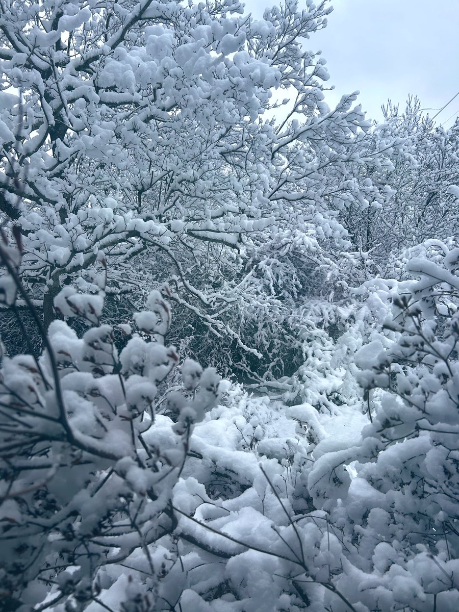 今天十二十四日，星期日。昨天晚上開始下雪，今早一起來看到一遍銀白。今年第一場雪……很美！🥳👍