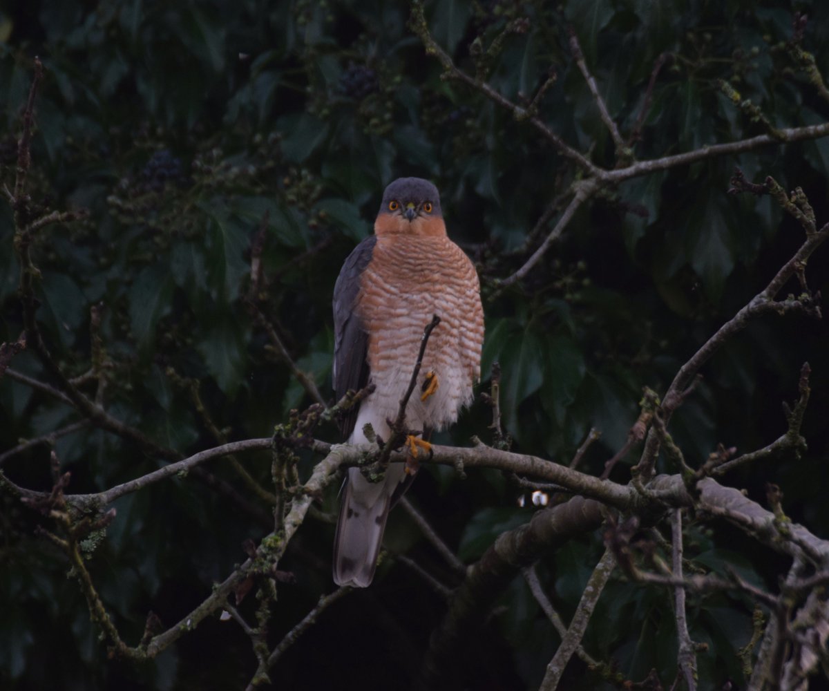 Mr Spawk dropped by again this afternoon, thankfully the spuggies all survived this time😀