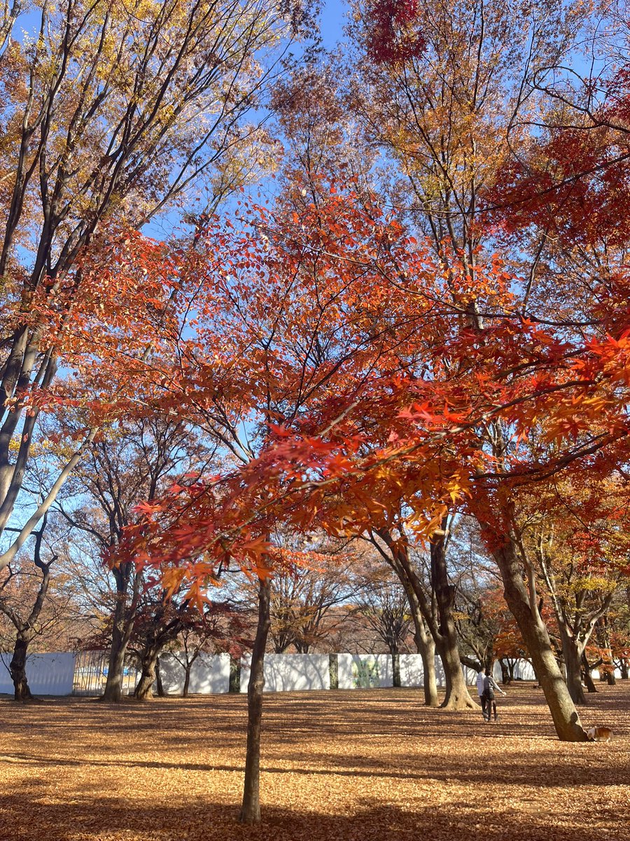 Aimmydavi's tweet photo. #Japan 🏔️ The beauty of Japan’s Autumn 🍂 so precious pretty https://t.co/rcFpp3zXIz