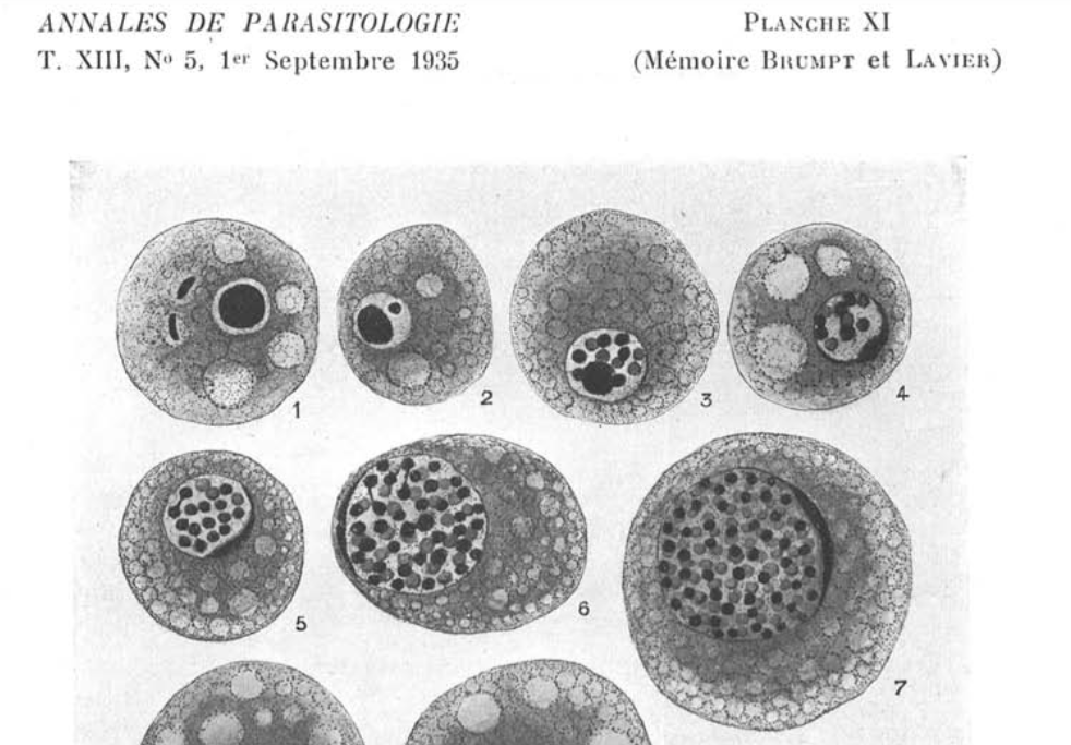 ParasiteJournal's tweet photo. Remarkably, this 1938 paper has now been viewed over 12,000 times. We’re amazed by its continued impact.
"Sur une Nucleophaga parasite d’Endolimax nana" by Brumpt & Lavier
https://t.co/RDdWOivJLS https://t.co/W9BHhR9OYX
