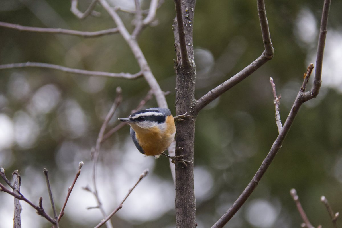 MamoonRina's tweet photo. Red-breasted nuthatch.

#photography #nature #birds #wildlife https://t.co/r5Pnnv1FyO
