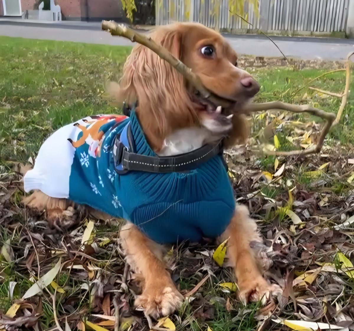 BillyCockerSpan's tweet image. Awoo! I'm baaaaack. Likey my Santa Paws jumper?
#DogsOfX #CockerSpaniel #Dogs #dogsoftwitter
