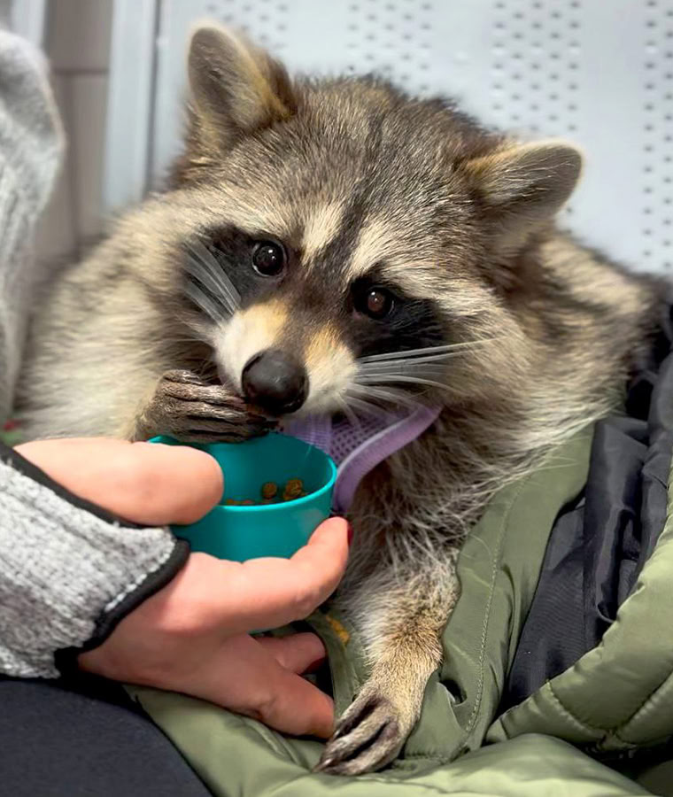 В США сотрудница службы контроля животных обвинила енота, устроившего разгром в алкомаркете и заснувшего в туалете, в том, что он уже воровал еду в управлении регистрации транспортных средств и залазил в спортзал. Теперь все висяки на него повесят 🙄. Фото рецидивиста ниже ⤵️