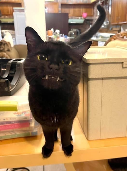 visualscat's tweet image. 