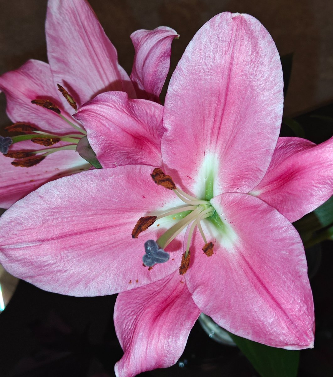 Omg 😲 they are 
Open up
And smell 🤩🤌✨ every where 
My favorite 🫰🌺🌿

SubanAllah Allah pak 
Ki shaan 🙏💙
Haq Haq Haq ☝️