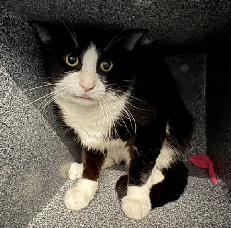 JLthekid9999's tweet photo. 🆘🆘 MICKEY (ID 237833), 3 YO, MALE –  IN QUEENS ACC - came into the shelter as an aco - owner surrender on 9/27/2025, with the surrender reason stated as person circumstance- hoarding situation.    🆘🆘 😿 😿 😿 😿

➡️TBD 12/16/25

➡️ TOO LOW ON PLEDGES TO STIMULATE RESCUE INTEREST

➡️ 🆘🆘  3RD Chance on Emergency Placement List – NO ROOM IN SHELTER – WILL NOT BE GIVEN MUCH MORE TIME – VERY HIGH EU/SILENT KILL RISK– 🆘🆘 😱🔥🔥😱

➡️ 79 DAYS IN SHELTER – TOO LONG – TIME IS RUNNING OUT

➡️ MICKEY IS ON THE EPL FOR BEHAVIORAL REASONS - He is an under socialized adult cat and is not thriving in the care center and continues to display distance-increasing behavior when approached for interactions. He has not warmed up despite staff using treats to build a positive association. - This designation often means that the cat will be given very little time for rescue/foster/adoption. 🔥🔥🔥🔥

What my friends at ACC say about me: I have lived with cats in my previous home. I would appreciate slow introductions to new people and places to help me feel safe. I'm sensitive and shy. I'll need extra help from you.  ❤️ 😻❤️ 😻❤️ 😻

NEEDS OUT OF SHELTER ASAP –

Please RT or pledge, if you can, to save this little one.

@AdamsPaulGrimke

💔😿🙏Thank you