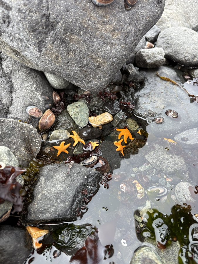 Estrellas de mar de la Antártida 😍
Ph sofisall 🐧