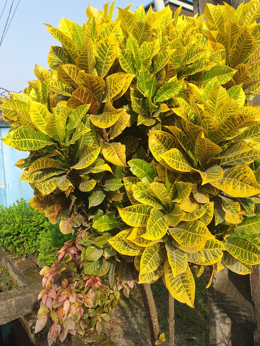 If you're seeing this, take a moment to appreciate this nature's masterpiece 💐🥰