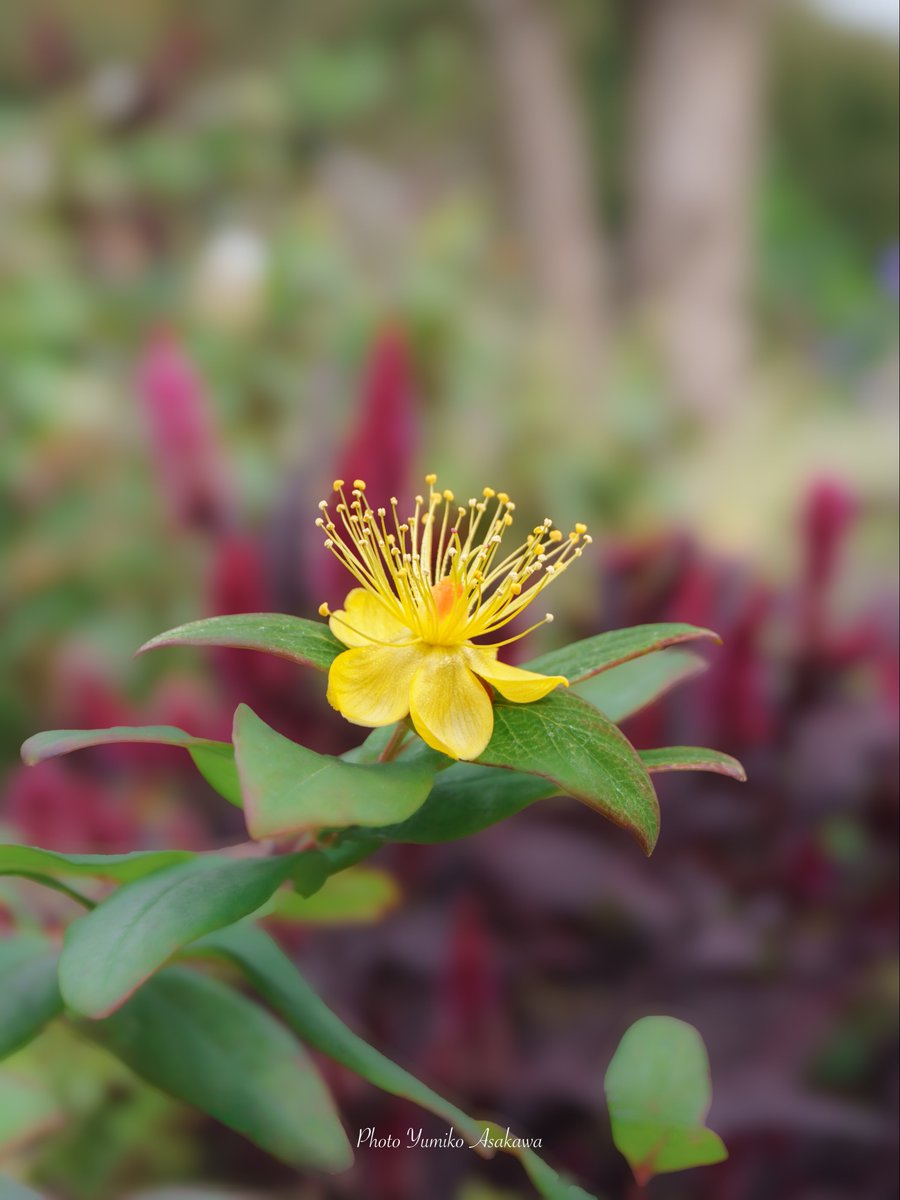 m2_yumiko's tweet image. オトギリソウ(ヒペリカム)さんの花と実
#オトギリソウ #ヒペリカム #hypericum