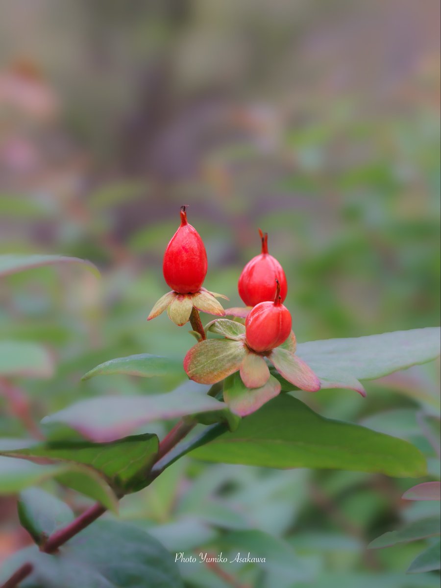 m2_yumiko's tweet image. オトギリソウ(ヒペリカム)さんの花と実
#オトギリソウ #ヒペリカム #hypericum