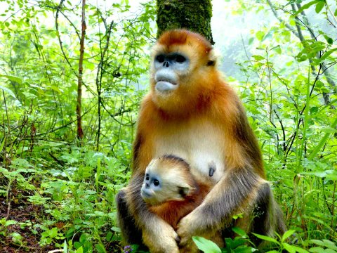 CenturyCruises's tweet photo. 🐒🌿 Today is #MonkeyDay! The Golden Monkey stands out with its striking golden fur and blue face—and it can only be found in China.
👉 Follow us for more wildlife stories.
#GoldenMonkey #Wildlife #NatureConservation #CenturyCruises https://t.co/H3KIixu9xx