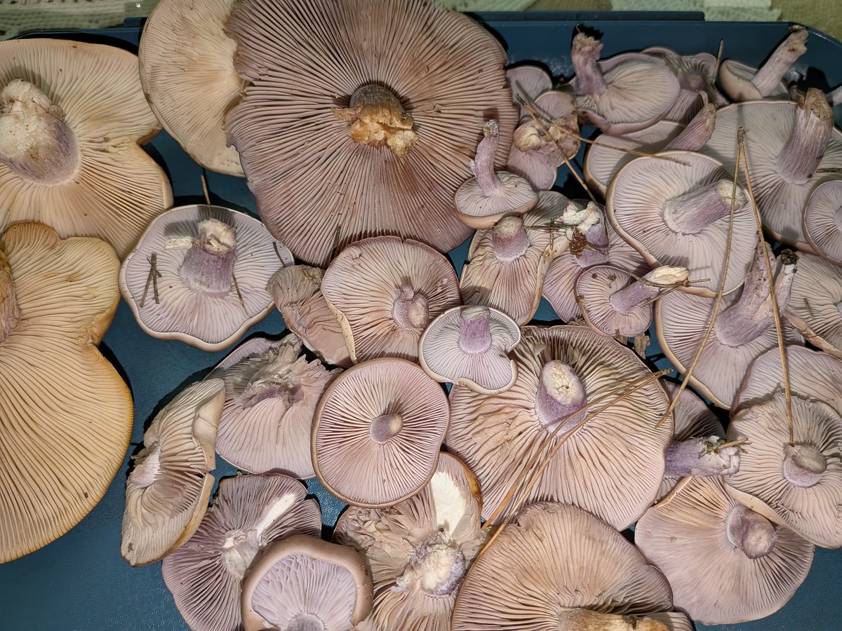 Alcaudon78's tweet photo. Lepista nuda (y personata) Moratalaz #naturalezadebarrio https://t.co/8P7zCtMpXh