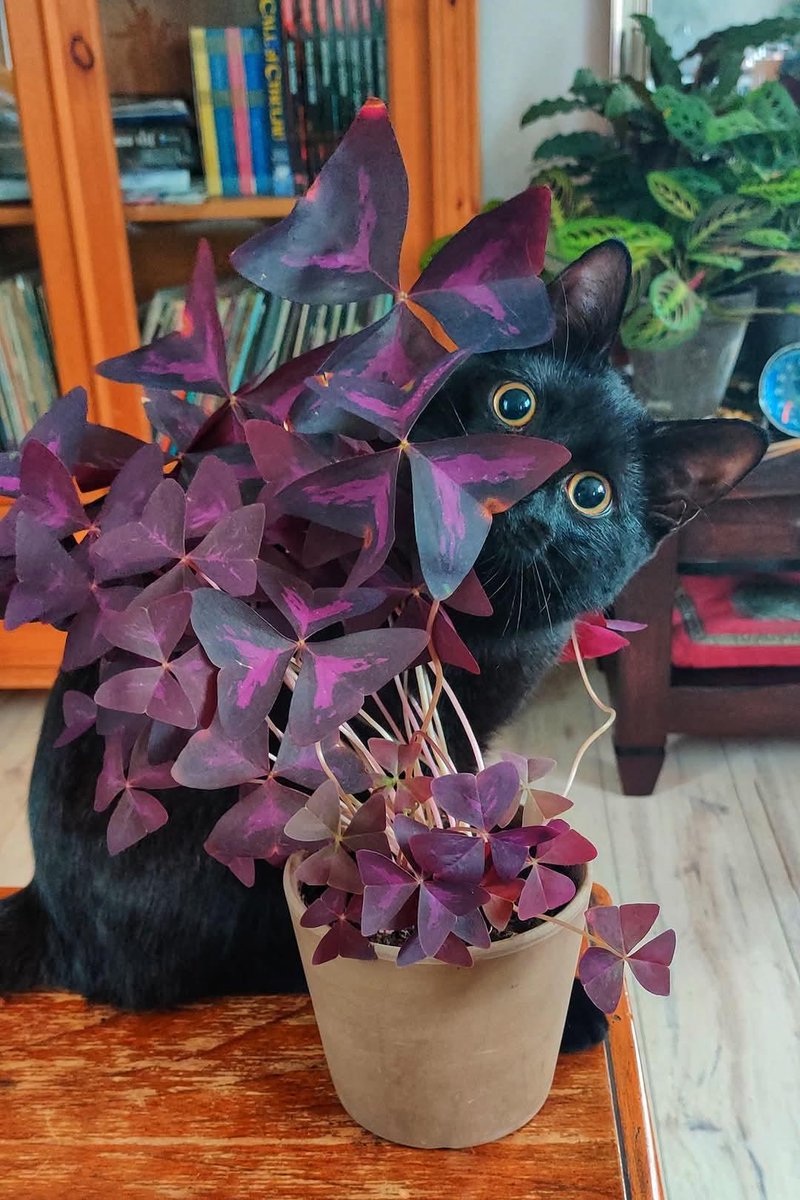 BichinhosFB's tweet photo. Que linda essa plantinha https://t.co/wx8AganLZf